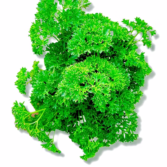 Only Hydroponics Parsley (Packed with vitamins) - 100gm