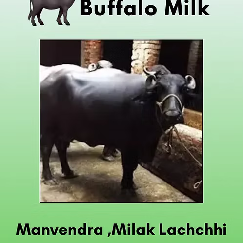 farm fresh buffalo milk 500 ml from Manvendra ,Milak Lachchhi, Greater Noida
