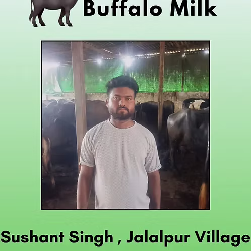 pure buffalo milk 500 ml from Sushant Singh , Jalalpur Village ,Greater Noida pure buffalo milk 500 ml from Sushant Singh , Jalalpur Village ,Greater Noida  Thumbnail: pure buffalo milk 500 ml from Sushant Singh , Jalalpur Village ,Greater Noida  Thumbnail: pure buffalo milk 500 ml from Sushant Singh , Jalalpur Village ,Greater Noida  Thumbnail: pure buffalo milk 500 ml from Sushant Singh , Jalalpur Village ,Greater Noida  Thumbnail: no 1 doodhbala Shri Kanha Dairy Farms' Pure Buffalo Milk – A Promise of Purity and Freshness  For those who value purity and freshness, Shri Kanha Dairy Farms run by Sushant Singh in Jalalpur Village ,Greater Noida , brings you premium fresh buffalo milk with 8.0% fat and 8.0% SNF, sourced from Village Jalalpur. This farm-fresh milk is delivered within hours of milking, ensuring its rich texture and natural goodness remain intact.  Free from preservatives and additives, this milk is a nutritious, creamy, and wholesome choice for your family. Enjoy its thick consistency and delicious taste—perfect for daily consumption, cooking, and traditional recipes.  Say goodbye to store-bought milk and experience the true richness, taste, and freshness of Shri Kanha Dairy Farms' fresh buffalo milk today!  pure buffalo milk 500 ml from Sushant Singh , Jalalpur Village ,Greater Noida